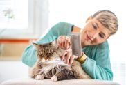 woman grooming long-haired cat with brush