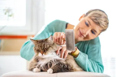 woman grooming long-haired cat with brush