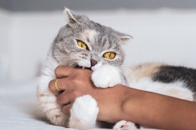 Cute scottish fold cat playing with hand .