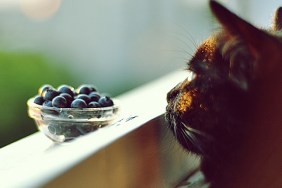 Close-Up Of Cat With Blueberry Fruits In Bowl On Window Sill
