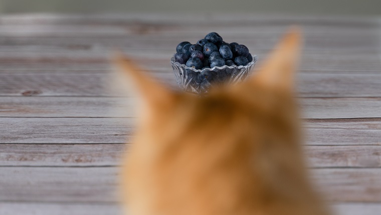 Cat looking at the jar of blueberry that forms a crown on the cat's head.