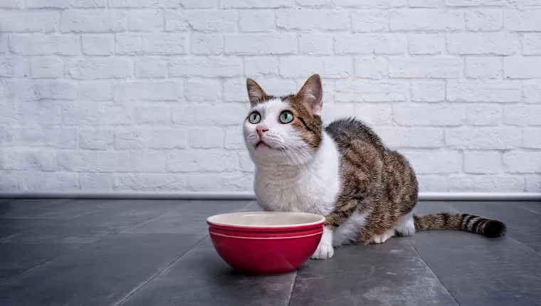 Cute tabby cat beside a food bowl looking up and waiting for Food.