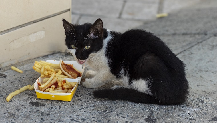 Black and white stray kitten eats french fries on sidewalk.