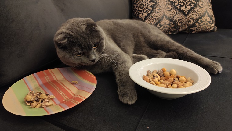 Scottishfold is eating nuts in bowl