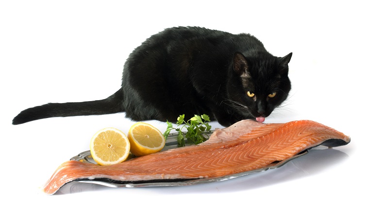 cat and salmon in front of white background