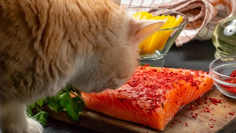 Cat is trying to steal from the table and eat a piece of salmon fillet - photo, image.
