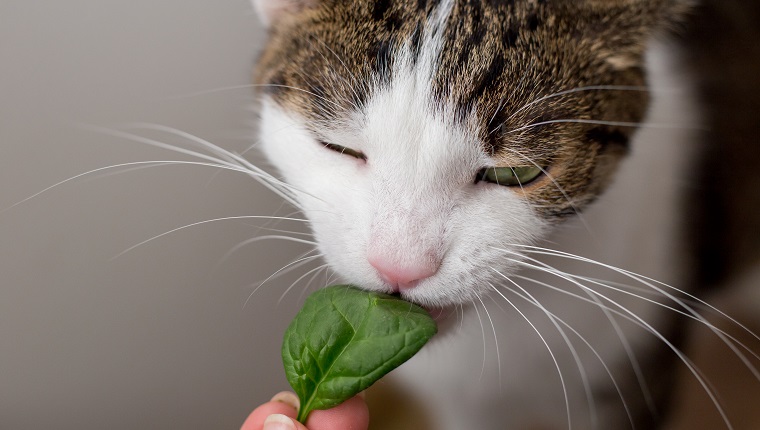 The cat is eating leaf at home or in indoor.