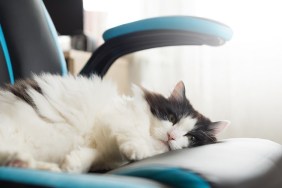 Fluffy black and white cat sleeps on a gaming chair on a window