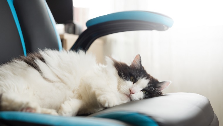 Fluffy black and white cat sleeps on a gaming chair on a window
