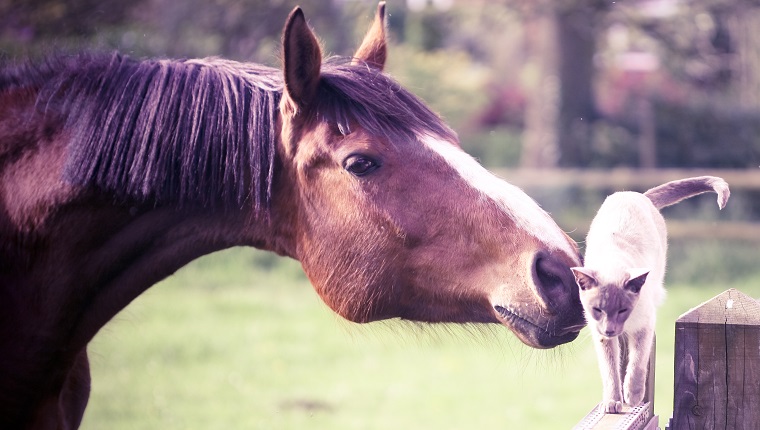 Daily Dose Of Cute: Cat Gives Horse Friend Lots Of Snuggles [VIDEO