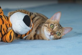 Bengal cat hugs a plush toy with its paws.