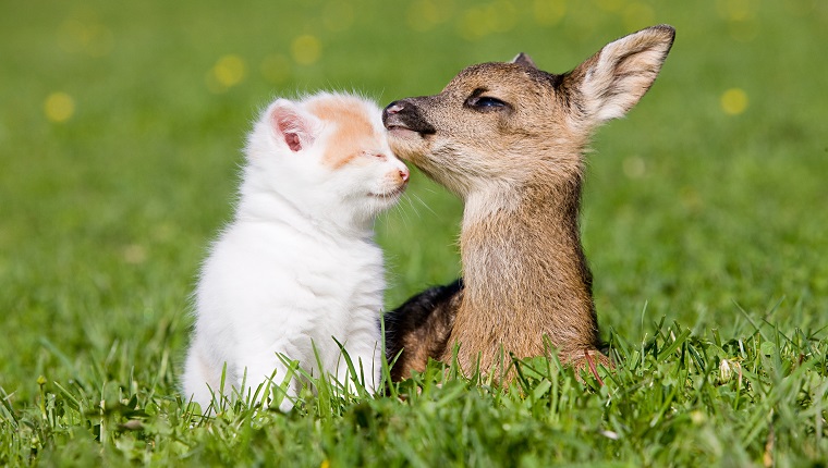 Fawn and kitten sitting on grass