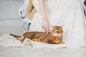 The bengal cat sits near bride, she touch cat