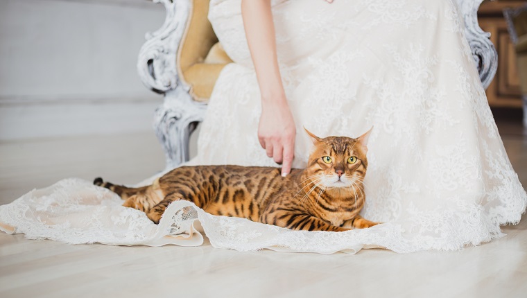 The bengal cat sits near bride, she touch cat