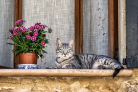 outdoor cat resting on windowsill