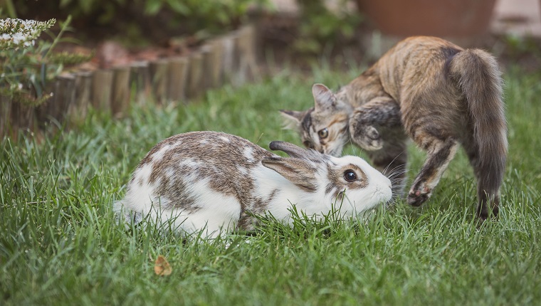 Rabbit and kitten playing in the garden