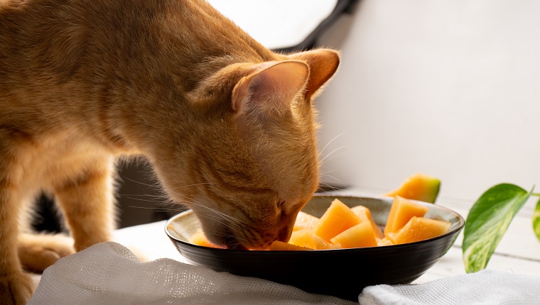 Can Cats Eat Cantaloupe? Is Cantaloupe Safe For Cats? - CatTime