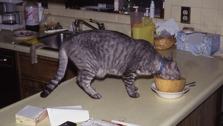 our cat is fond of cantaloupe