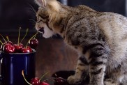 A village kitten plays with a cherry on a wooden table.