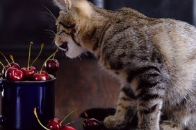 A village kitten plays with a cherry on a wooden table.