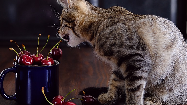 A village kitten plays with a cherry on a wooden table.