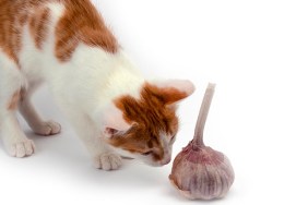 Home red and white kitten sniffs garlic, prevents photographing.