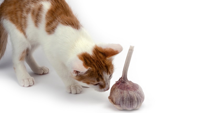 Home red and white kitten sniffs garlic, prevents photographing.