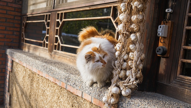 What to do outlet if cat eats garlic