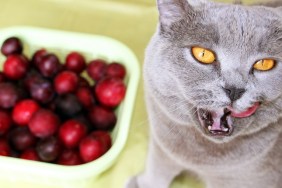 A domestic cat that loves to eat fruits and berries.