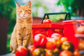 Red fluffy cat with fresh tomatos