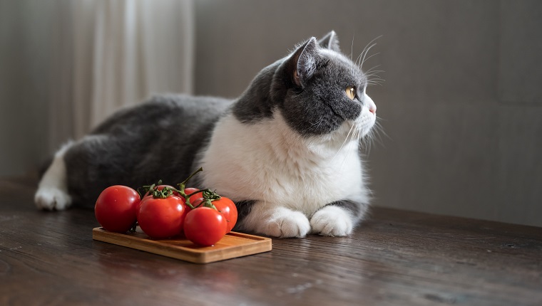 British shorthair cat and tomatoes
