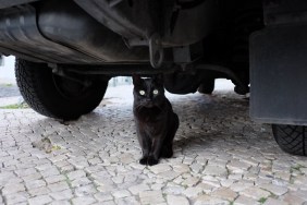 Black Cat Sitting Under Car On Cobblestone Street