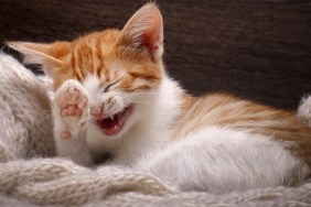 Funny cat laughing. Portrait of a laughing cat largly. White kitten with a red, small and cute. A cat in a good mood