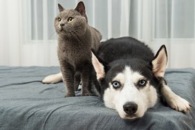 Siberian Husky dog and British Blue cat lying on bed together 