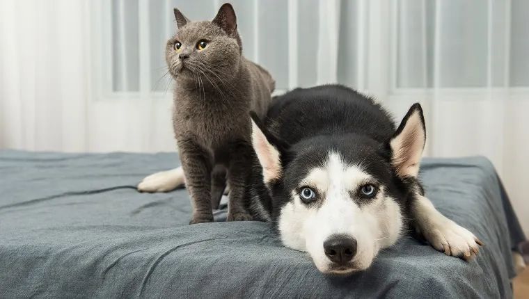 Siberian Husky dog and British Blue cat lying on bed together 