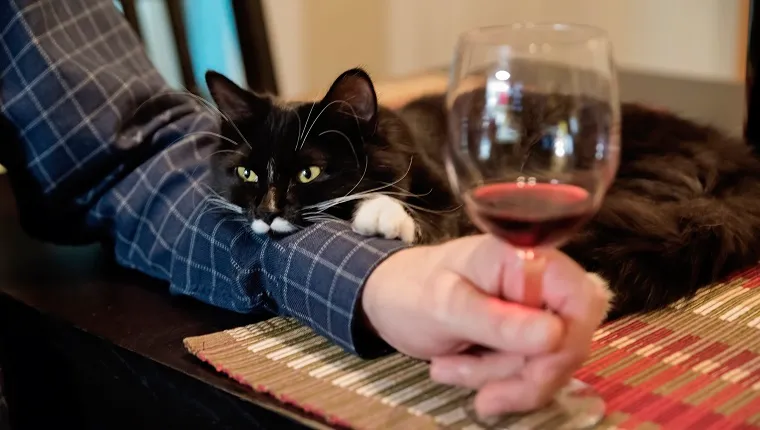 No way this cute 6 months cat will be left alone at happy hour. It is resting on owner’s arm. Man holding a glass of wine. Horizontal indoors shot.