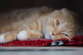 The sad red scottishfold cat lies in a box