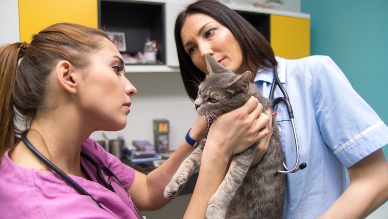 Female vets examining cat in animal hospital.