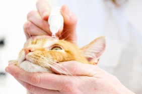 Ginger cat getting eyedrops from veterinarian