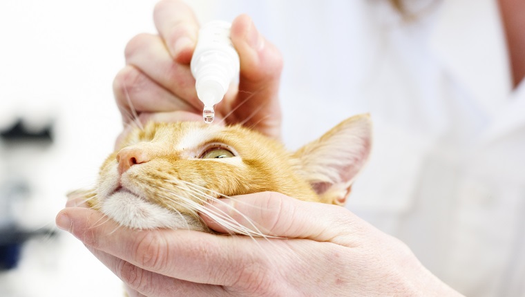 Ginger cat getting eyedrops from veterinarian