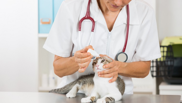 Veterinary placing a few drops of eye drops cat