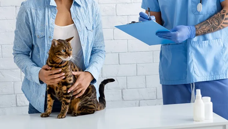 Unrecognizable veterinary doctor writing out prescription for cute tabby cat at medical office, panorama