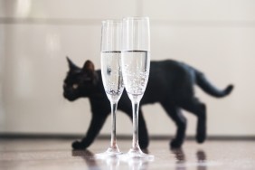 Black cat and champagne. Good luck concept