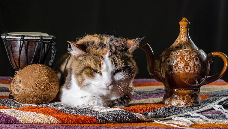 dissatisfied cat with a kettle drum djembe and coconut on a colorful striped carpet