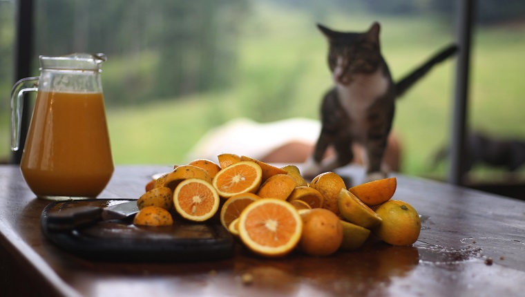can-cats-drink-juice-is-juice-safe-for-cats-cattime