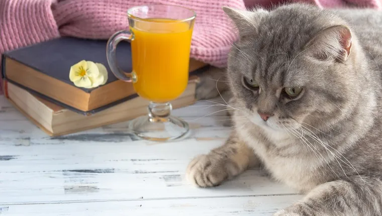 Grey scottish straight cat sitting neat glass of orange juice .