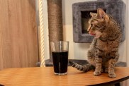 Cat's sometimes drink into the glass because they sometimes enjoy the sweet taste.