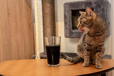 Cat's sometimes drink into the glass because they sometimes enjoy the sweet taste.