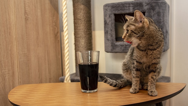 Cat's sometimes drink into the glass because they sometimes enjoy the sweet taste.