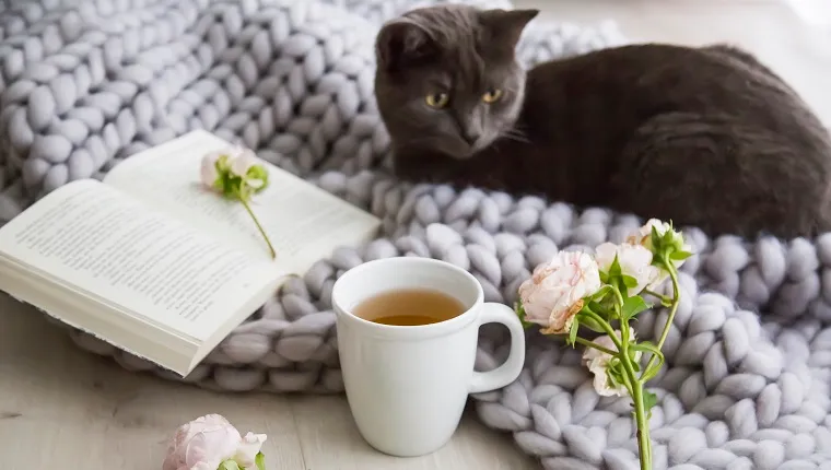 Little grey cat snuggling down on a hand knitted grey woolly rug alongside a hot mug of tea or herbal infusion and pink roses on an open book in a concept of relaxation at home